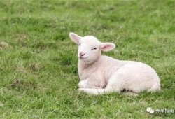 小羊事件爆料最新消息是真的吗,真相揭晓，官方回应证实？