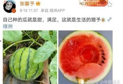娱乐圈吃瓜哪里好吃,揭秘明星圈中美食地图